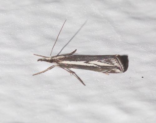 Réf. 294 504 : Catoptria staudingeri